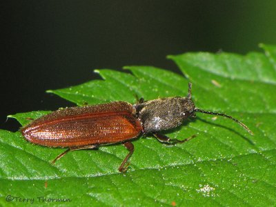 Elateridae - Click Beetle F2a.jpg