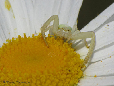 Misumena vatia - Goldenrod Crab Spider 1a.JPG