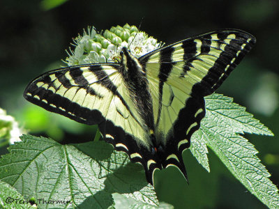Western Tiger Swallowtail - Papilio rutulus 1a.jpg