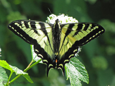 Western Tiger Swallowtail - Papilio rutulus 3a.jpg