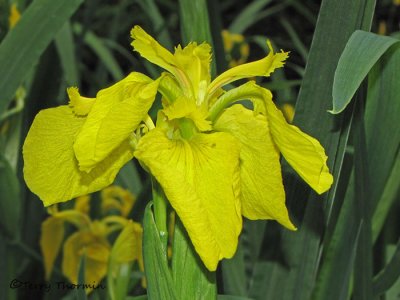 Yellow Flag - Iris pseudoacoris 1a.jpg