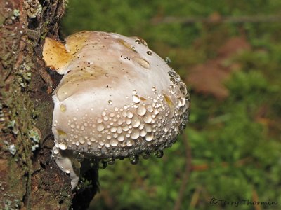 Red-banded Polypore - Fomitopsis pinicola 2a.jpg