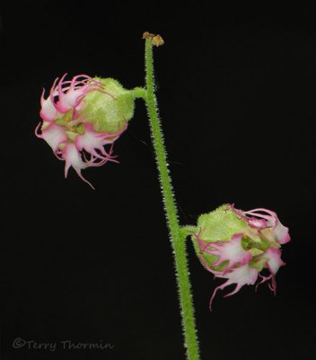Fringecup - Tellima grandiflora 3a.jpg