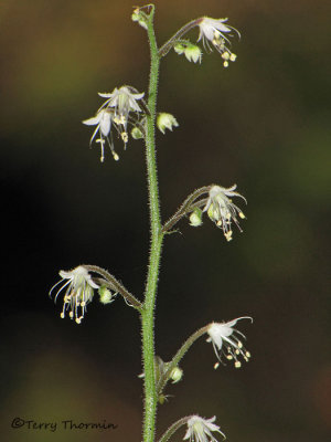 Foamflower - Tiarella trifoliata 2a.JPG