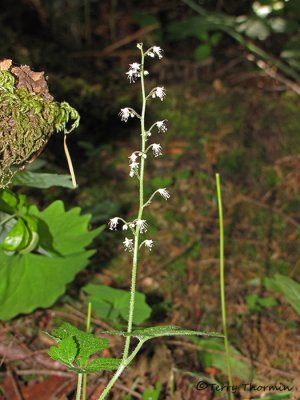Foamflower - Tiarella trifoliata 1a.jpg