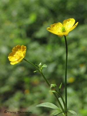 Creeping Buttercup - Ranunculus repens 3.JPG
