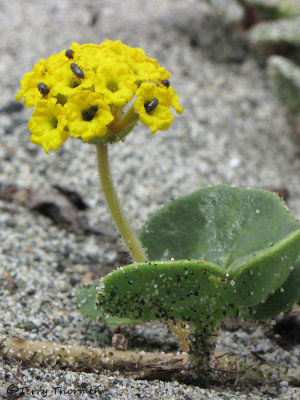 Yellow Sand-verbena - Abronia latifolia 3a.jpg