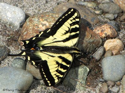 Western Tiger Swallowtail - Papilio rutulus 3a.jpg