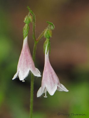 Twinflower - Linnaea borealis 2a.jpg