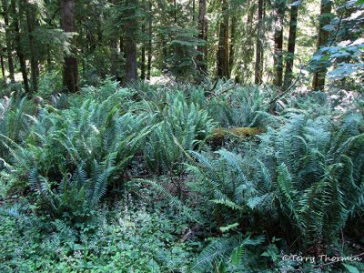 Sword Fern - Polystichum munitum 2a.jpg