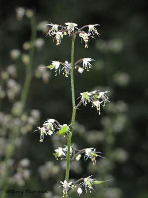 Foamflower - Tiarella trifoliata 4a.jpg