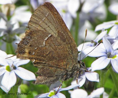 Gossamer-winged Butterflies - Lycaenidae of B.C.