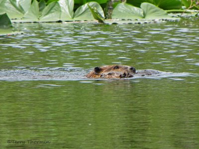 Beaver and young 1a.JPG
