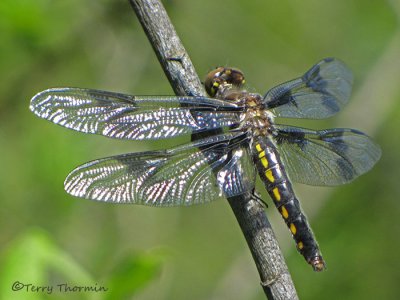 Libellula forensis - Eight-spotted Skimmer female 4a.jpg