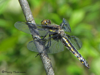 Libellula forensis - Eight-spotted Skimmer female 3a.JPG