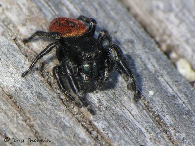 Phidippus sp. - Jumping Spider B1a.jpg