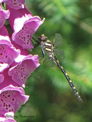 Cordulegaster dorsalis - Pacific Spiketail 3a.jpg