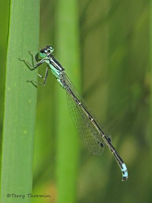 Ischnura perparva - Western Forktail 1b.jpg