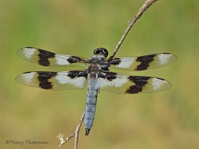 Libellula forensis - Eight-spotted Skimmer 8b.jpg