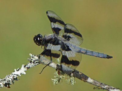 Libellula forensis - Eight-spotted Skimmer 9a.jpg