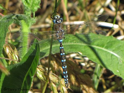 Rhionaeschna californica - California Darner 3a.jpg