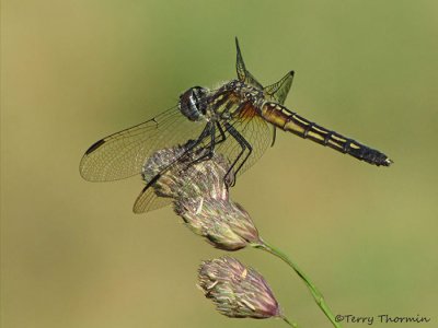 Pachydiplax longipennis - Blue Dasher female 6a.jpg