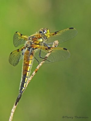 Libellula quadrimaculata - Four-spotted Skimmer 16b.jpg