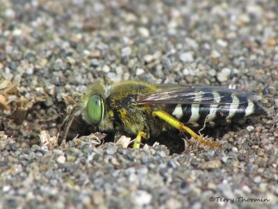 Bembix americana - Sand Wasp at nest burrow 1b.JPG