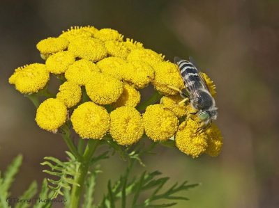 Bembix americana - Sand Wasp on Tansy 1a.jpg