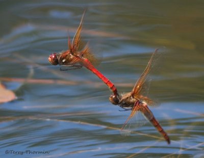 Sympetrum illotum - Cardinal Meadowhawks flying in tandem 1a.jpg