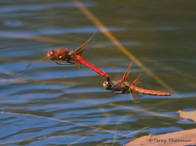 Sympetrum illotum - Cardinal Meadowhawks flying in tandem 4a.jpg