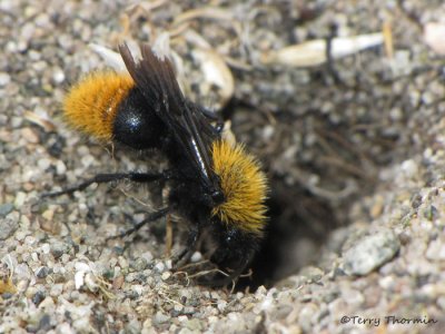 Dasymutilla californica - Velvet Ant male 1b.JPG