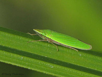 Draeculacephala sp. - Leafhopper B3b.jpg