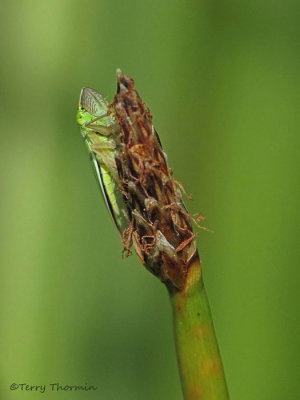 Draeculacephala sp. - Leafhopper B4b.jpg
