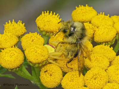 Misumena vatia - Goldenrod Spider with bumble bee 1a.jpg