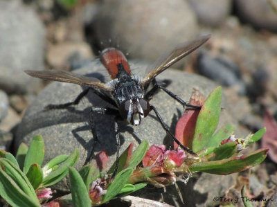 Cylindromyia sp. - Tachinid fly D1a.jpg