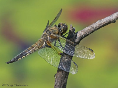 Libellula quadrimaculata - Four-spotted Skimmer 22a.jpg