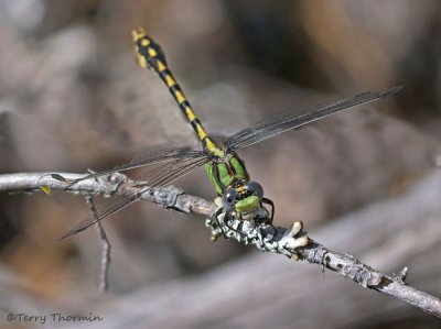 Ophiogomphus occidentis - Sinuous Snaketail 5a.jpg