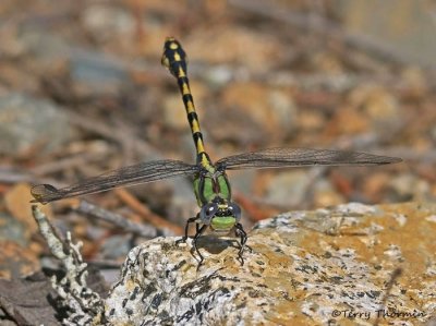 Ophiogomphus occidentis - Sinuous Snaketail 2a.jpg