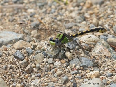 Ophiogomphus occidentis - Sinuous Snaketail 5a.jpg