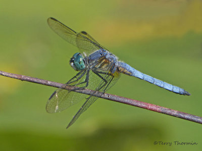 Pachydiplax longipennis - Blue Dasher 12a.jpg