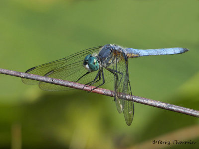Pachydiplax longipennis - Blue Dasher 13a.jpg
