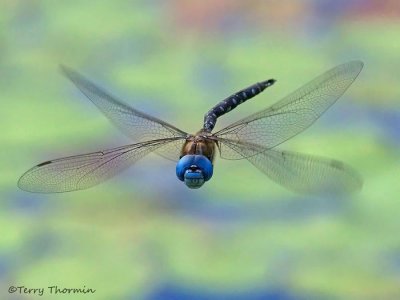 Rhionaeschna multicolor - Blue-eyed Darner in flight 8b.jpg