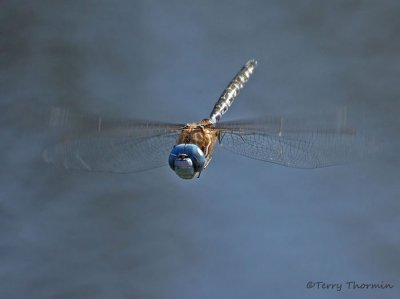 Rhionaeschna multicolor - Blue-eyed Darner in flight 9b.jpg