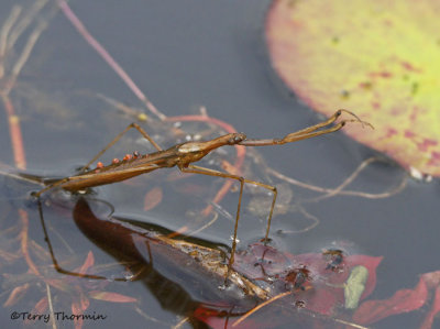 Ranatra fusca - Brown Water Scorpion 6b.jpg