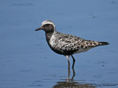 Black-bellied Plover 9a.jpg