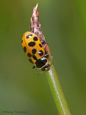 Hippodamia tredecimpunctata Thirteen-spot Lady Beetle 3b.jpg