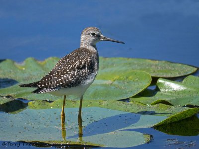 Lesser Yellowlegs 19a.jpg