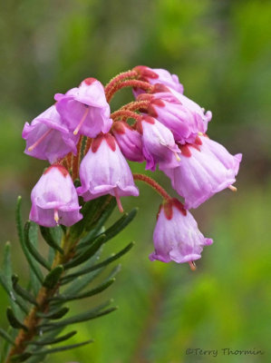 Phyllodoce empetriformis Pink Mountain-heather 2a.jpg