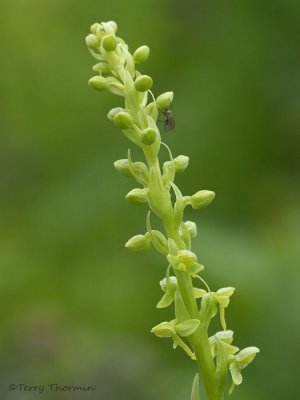 Platanthera hyperborea Green-flowered Bog Orchid 1a.jpg